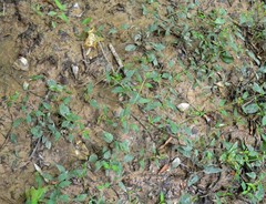 Lysimachia radicans