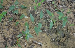Lysimachia radicans
