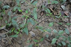 Lysimachia radicans
