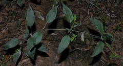 Lysimachia radicans