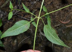 Lysimachia radicans