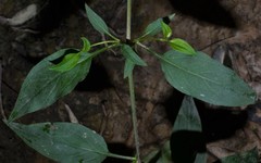 Lysimachia radicans