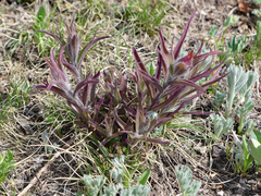 Castilleja sessiliflora