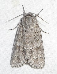 Acronicta impleta
