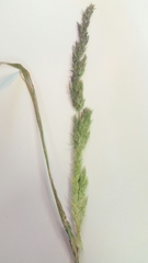 Agrostis exarata