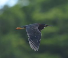 Butorides virescens image