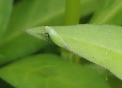 Draeculacephala minerva