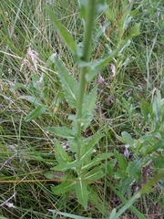 Verbascum blattaria