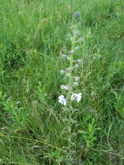 Verbascum blattaria