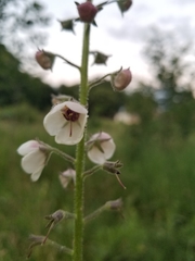 Verbascum blattaria