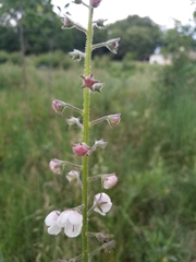 Verbascum blattaria