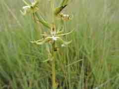 Habenaria calvilabris