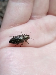Buprestinae