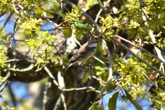 Setophaga coronata
