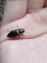 Buprestinae