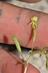 Chylismia scapoidea