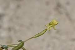 Chylismia scapoidea