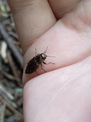 Buprestinae