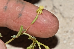 Chylismia scapoidea