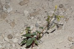 Chylismia scapoidea