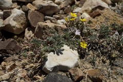 Potentilla morefieldii