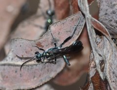 Chalybion zimmermanni