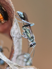 Chalybion zimmermanni