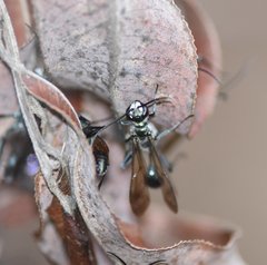 Chalybion zimmermanni