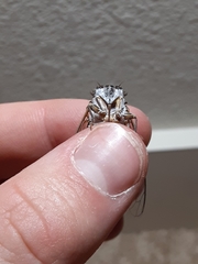 Diceroprocta eugraphica