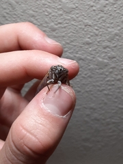 Diceroprocta eugraphica