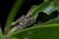 Araneus ventricosus