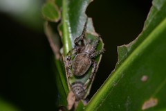 Araneus ventricosus
