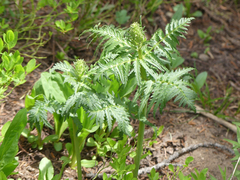Pedicularis bracteosa