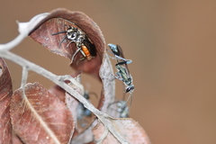 Chalybion zimmermanni