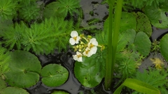 Sagittaria montevidensis