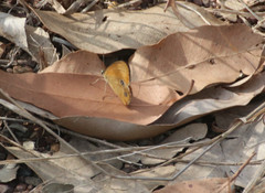 Hypocysta adiante antirius