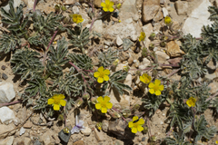 Potentilla morefieldii