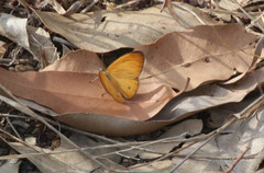 Hypocysta adiante antirius