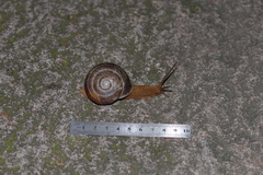 Nesiohelix yeni