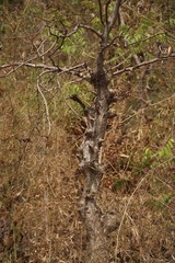 Lagerstroemia microcarpa