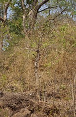 Lagerstroemia microcarpa