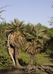 Trithrinax campestris