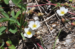 Fragaria cascadensis