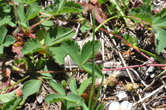 Fragaria cascadensis