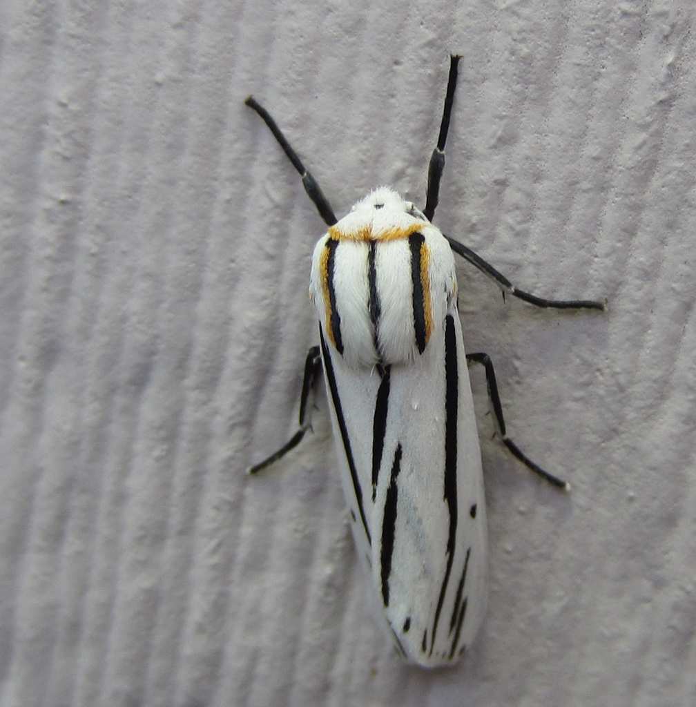 Ectypia