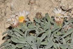 Townsendia scapigera