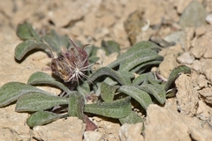 Townsendia scapigera