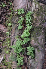 Asplenium dareoides