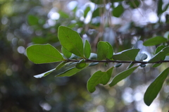 Azara integrifolia
