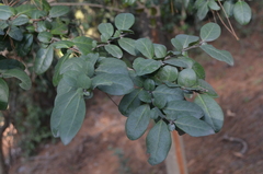Azara integrifolia